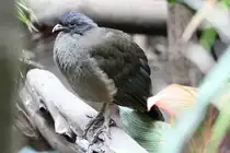 Chacoguan oder auch Chaco-Tschatschalaka (Ortalis canicollis) am 3.10.2010 im Bird Kingdom in Niagara Falls,ON.