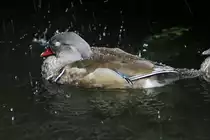 M�nnliche Mandarinente (Aix galericulata) im Schlichtkleid. 3.10.2010 im Bird Kingdom in Niagara Falls,ON.