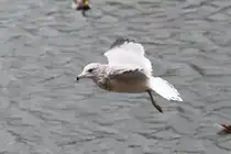 Eine Ringschnabelm�we wartet ungeduldig auf die F�tterung. Niagara Falls am 3.10.2010.
