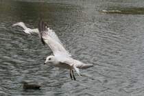 Eine Ringschnabelmwe auf Futtersuche. Niagara Falls am 3.10.2010.