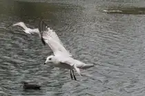 Eine Ringschnabelm�we auf Futtersuche. Niagara Falls am 3.10.2010.