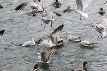 Ringschnabelm�wen streiten sich um das Futter und die Stockenten fl�chten angesichts der �bermacht. Niagara Falls am 3.10.2010.