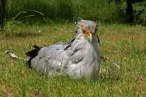 Sekret�r im Tierpark Berlin  15.06.2008