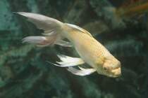 Butterfly Koi am 3.10.2010 im Marineland in Niagara Falls.