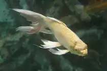 Butterfly Koi am 3.10.2010 im Marineland in Niagara Falls.