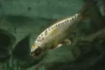 Ghost Koi am 3.10.2010 im Marineland in Niagara Falls.