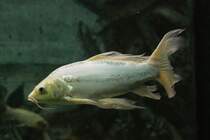 Butterfly Koi am 3.10.2010 im Marineland in Niagara Falls.