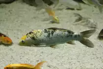 Koi am 3.10.2010 im Marineland in Niagara Falls.