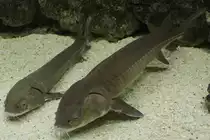 Zwei See-St�re (Acipenser fulvescens) am 3.10.2010 im Marineland in Niagara Falls.