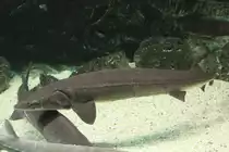 See-St�re (Acipenser fulvescens) am 3.10.2010 im Marineland in Niagara Falls.