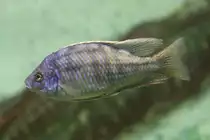 Zwei See-St�re (Chilotilapia rhoadesii) am 3.10.2010 im Marineland in Niagara Falls.