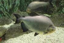 Schwarzer Pacu (Colossoma macropomum) am 3.10.2010 im Marineland in Niagara Falls.