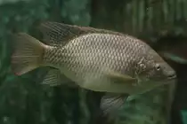 Wahrscheinlich ein  Goldtilapia  (Oreochromis aureus) am 3.10.2010 im Marineland in Niagara Falls. Dieses Tier stammt aus Liberia und der Elfenbeink�ste und kann bis zu 35cm gro� werden.