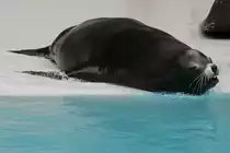 Kalifornischer Seel�we (Zalophus californianus) bei einer Show im Marineland in Niagara Falls,ON.