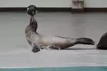 Kalifornischer Seel�we (Zalophus californianus) bei einer Show im Marineland in Niagara Falls,ON. Dieses Tier mu� mit einem Ball eine Rutsche herunterrutschen.