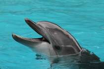 Ein Groer Tmmler (Tursiops truncatus) zeigt freundlich seine Zhne. 3.10.2010 bei einer Show im Marineland in Niagara Falls,ON.