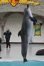 Ein Gro�er T�mmler (Tursiops truncatus) beim Salto. 3.10.2010 bei einer Show im Marineland in Niagara Falls,ON.