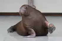 Walross (Odobenus rosmarus) beim Pf�tchen geben. 3.10.2010 bei einer Show im Marineland in Niagara Falls,ON.