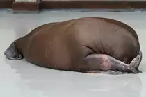 Walross (Odobenus rosmarus) beim Sch�men. 3.10.2010 bei einer Show im Marineland in Niagara Falls,ON.
