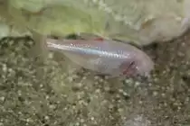 Blinder H�hlensalmler (Astyanax fasciatus mexicanus) am 26.6.2010 im Leipziger Zoo.