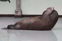 Walross (Odobenus rosmarus) beim Rumpfbeugen am 3.10.2010 bei einer Show im Marineland in Niagara Falls,ON.