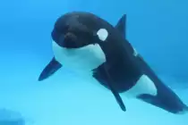 Gro�e Schwertwal (Orcinus orca) am 3.10.2010 im Marineland in Niagara Falls,ON.