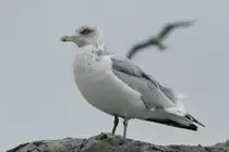Heringsm�we (Larus fuscus) am 3.10.2010 im Marineland in Niagara Falls,ON.