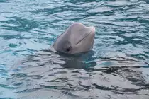 Wei�wal (Delphinapterus leucas) am 3.10.2010 im Marineland in Niagara Falls,ON.