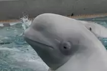 Wei�wal (Delphinapterus leucas) am 3.10.2010 im Marineland in Niagara Falls,ON.