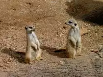 Erdm�nnchen im Zoo von Houston Texas (19.03.2007)