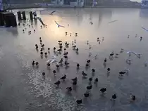 Wenn´s ans  fressen  geht kommen alle auf einmal, besonders wenn es die Eislage, wie hier im Rostocker Stadthafen, nicht zul�sst an was vern�ftiges zu gelangen.