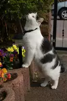Unser Kater Louie findet die Blumen im Garten sehr interessant. Sommer 2009
