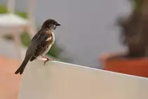 Spatz im Caf� auf der Ilha de Tavira (SANTA LUZIA, Distrikt Faro/Portugal, 11.02.2011)