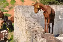 Ziegenherde (CONCEI��O de Tavira, Distrikt Faro/Portugal, 12.02.2011)