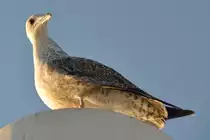 junge Silberm�we (CABANAS de Tavira, Distrikt de Faro/Portugal, 12.02.2011)