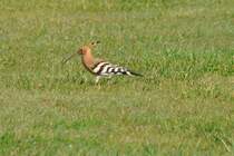 Wiedehopf (CABANAS de Tavira, Distrikt Faro/Portugal, 20.02.2011)