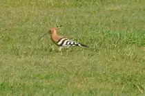 Wiedehopf (CABANAS de Tavira, Distrikt Faro/Portugal, 20.02.2011)