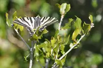 Segelfalter auf dem 411 m hohen Cerro de S�o Miguel (MONCARAPACHO, Distrikt Faro/Portugal, 20.02.2011)
