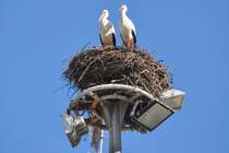 Storchenpaar (OLHO, Distrikt Faro/Portugal, 22.02.2011)