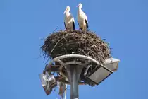 Storchenpaar (OLH�O, Distrikt Faro/Portugal, 22.02.2011)