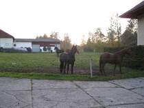 Sehnschtig warten diese 3-Jhrigen Pferde auf den warmen Stall, kein wunder bei Temperaturen um den Gefrierpunkt. Waldzell; 31.10.2009