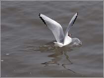 Elementwechsel: Mwe nach der Wasserung in der Elbe bei Cuxhaven. 12.03.2011
