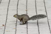 Dieses Grauh�rnchen hat es eilig. 3.10.2010 im Marineland in Niagara Falls,ON.

