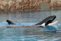 Gro�er Schwertwal (Orcinus orca) am 3.10.2010 im Marineland in Niagara Falls,ON.

