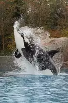 Springender Orca (Orcinus orca) am 3.10.2010 im Marineland in Niagara Falls,ON. 

