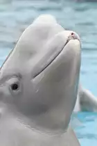 Wei�wal (Delphinapterus leucas) am 3.10.2010 im Marineland in Niagara Falls,ON.