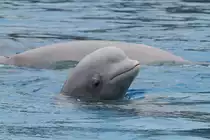 Wei�wal (Delphinapterus leucas) am 3.10.2010 im Marineland in Niagara Falls,ON.