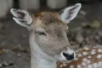 Damhirsch am 3.10.2010 im Marineland in Niagara Falls,ON.


