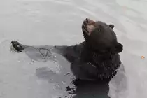 Bettelnder Schwarzb�r am 3.10.2010 im Marineland in Niagara Falls,ON.