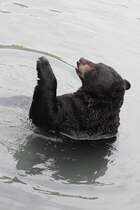 Bettelnder Schwarzbr am 3.10.2010 im Marineland in Niagara Falls,ON.